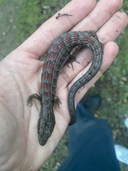 Elgaria multicarinata multicarinata