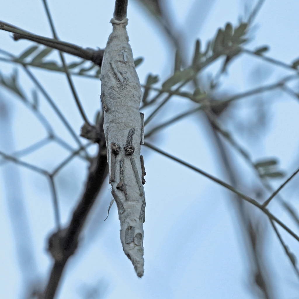 Bagworm Moths from Pima County, AZ, USA on December 31, 2022 at 09:57 ...