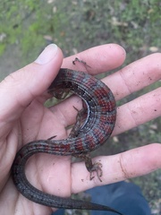 Elgaria multicarinata multicarinata