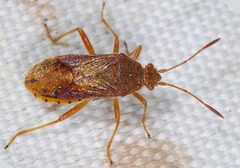 Rhopalus maculatus