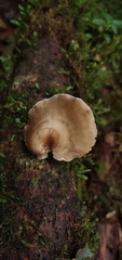 Polyporus leprieurii