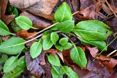 Hesperis matronalis
