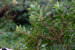 Sideroxylon salicifolium