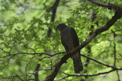 Accipiter chilensis