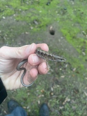 Elgaria multicarinata multicarinata