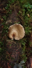Polyporus leprieurii