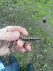 Elgaria multicarinata multicarinata