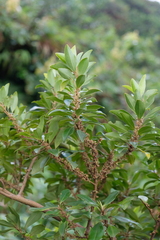 Sideroxylon salicifolium