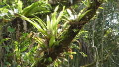 Niphidium crassifolium