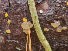 Hyaloriaceae