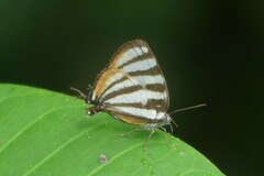 Arawacus lincoides