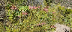 Protea amplexicaulis