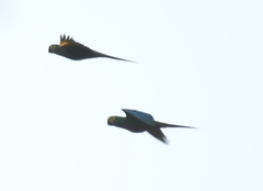 Orthopsittaca manilatus