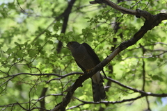 Accipiter chilensis