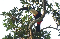 Ramphastos tucanus