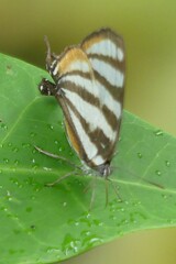 Arawacus lincoides