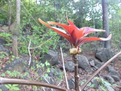 Hymenodictyon obovatum