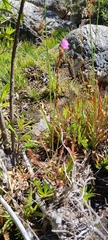Drosera capensis