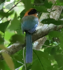 Baryphthengus martii