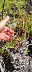 Drosera capensis