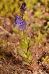 Veronica cusickii