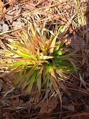 Dichanthelium laxiflorum