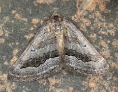 Scotopteryx cryptospilata