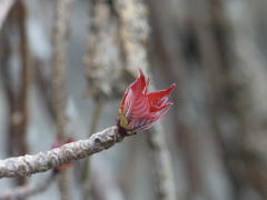 Hymenodictyon obovatum