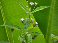 Lantana trifolia