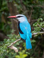 Halcyon senegalensis