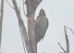 Picus vaillantii