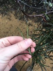 Eriodictyon altissimum