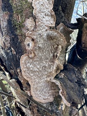 Dentocorticium portoricense