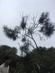 Eriodictyon altissimum