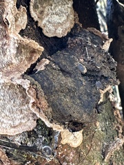 Dentocorticium portoricense