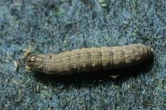 Noctua interjecta