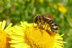 Halictus rubicundus