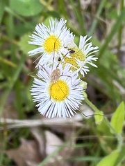Erigeron strigosus