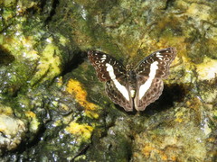 Euptera kinugnana