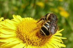 Halictus rubicundus