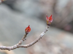 Hymenodictyon obovatum