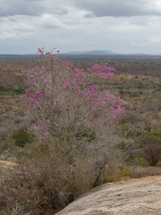 Handroanthus