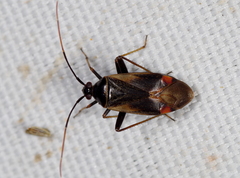 Adelphocoris seticornis