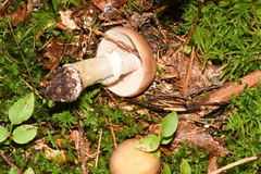 Cortinarius caperatus