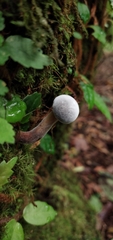 Hypomyces
