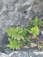 Asplenium obtusatum