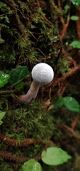 Hypomyces