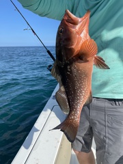 Epinephelus morio