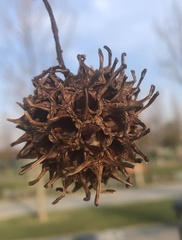 Liquidambar styraciflua