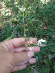 Scutellaria altissima